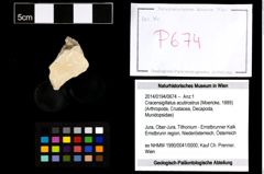 Foto (Objekt + Etikett) von Cracensigillatus acutirostrus (Moericke, 1889)  (NHMW-GEO-2014-0194-0674)